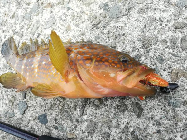 ロックフィッシュ