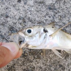 今日もハマチサイズ求めて