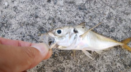 今日もハマチサイズ求めて