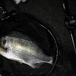 南港ヘチ釣行 (8/14 台風が来るぞ!強風の南港ヘチ。。キビレチヌ47cm、ガシラ釣果有り)