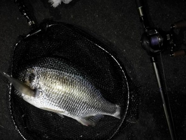 南港ヘチ釣行 (8/14 台風が来るぞ!強風の南港ヘチ。。キビレチヌ47cm、ガシラ釣果有り)