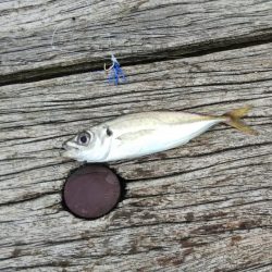 台風前は釣れるかな？