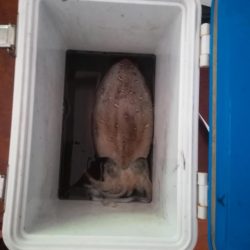 青物調査のはずが