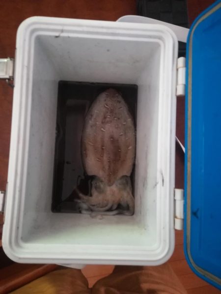 青物調査のはずが