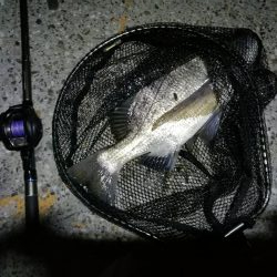 南港ヘチ釣行 （8/17 台風後の南港ヘチ。。真チヌ46cm、キビレチヌ 釣果有り）