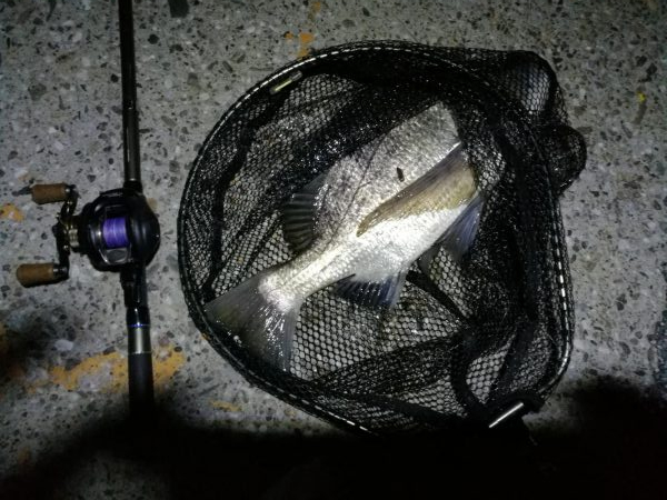 南港ヘチ釣行 （8/17 台風後の南港ヘチ。。真チヌ46cm、キビレチヌ 釣果有り）