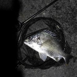 南港ヘチ釣行 （8/18 お盆最終日の南港ヘチ。。キビレチヌ45.5cm、真チヌ、ガシラ 釣果有り）