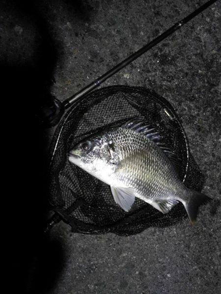 南港ヘチ釣行 （8/18 お盆最終日の南港ヘチ。。キビレチヌ45.5cm、真チヌ、ガシラ 釣果有り）