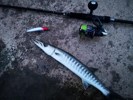 久しぶりのバラクーダ