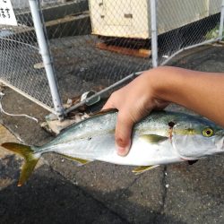 南港某所で35cmツバス？ハマチ？1匹