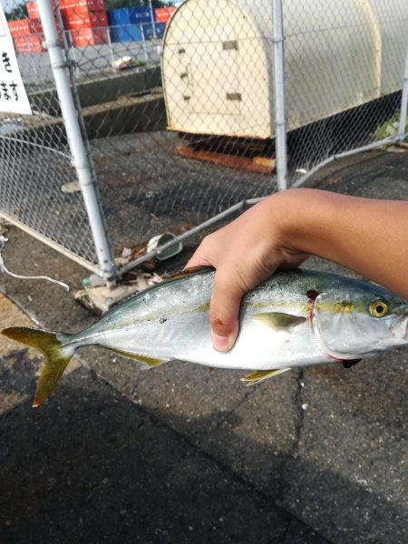 南港某所で35cmツバス？ハマチ？1匹