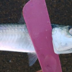 出勤前にツバッシング