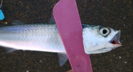 出勤前にツバッシング