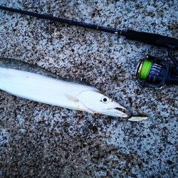 西表島ではレアな太刀魚です。