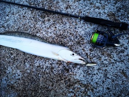 西表島ではレアな太刀魚です。