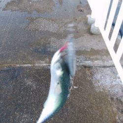 サバング＆ツバッシング