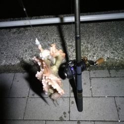 南港ヘチ釣行 (8/21 久々のコスモでヘチ釣り、マダコ、ガシラ釣果有り)