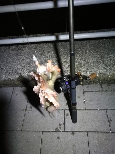 南港ヘチ釣行 (8/21 久々のコスモでヘチ釣り、マダコ、ガシラ釣果有り)