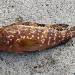 投げ釣りとショアジギングでアコウ