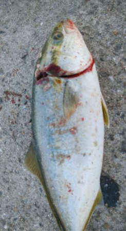 ツバッシング＆タチウオ調査