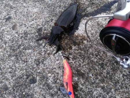 アオリイカ調査