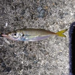 スリーフォーの豆針