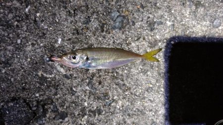 スリーフォーの豆針