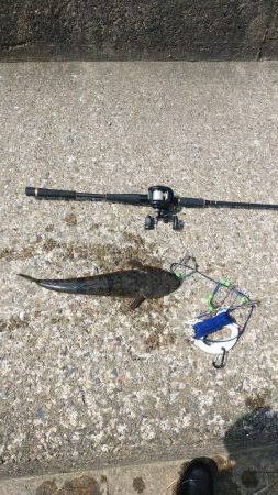 マゴチ＆エギング