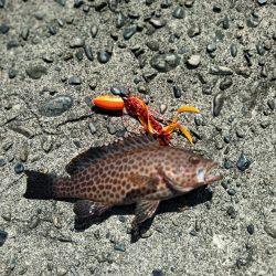 尾鷲港で遊びました