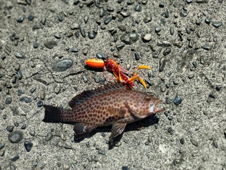 尾鷲港で遊びました