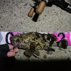 【釣り】南港ヘチ釣行 (8/29 天候不安定の南港ヘチ。。ガシラ、シーバス 釣果有り)