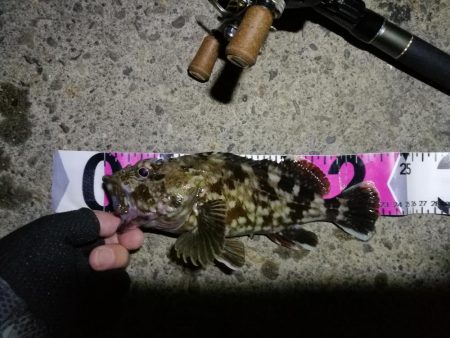 【釣り】南港ヘチ釣行 （8/29 天候不安…