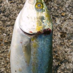 肉の日フィッシング