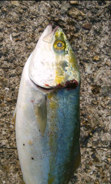 肉の日フィッシング