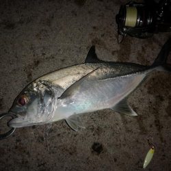 西表島、上原港ギンガメアジ