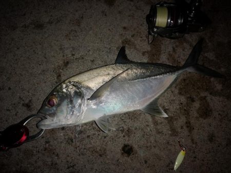 西表島、上原港ギンガメアジ