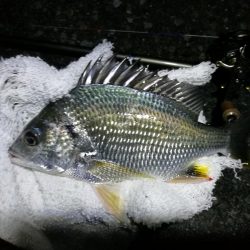 南港ヘチ釣行 (8/31 降ったり止んだりの南港ヘチ キビレチヌ、ガシラ 釣果有り)