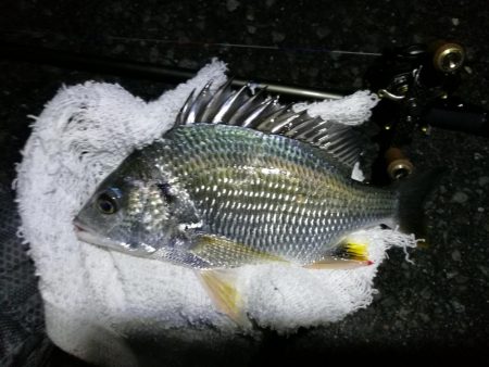 南港ヘチ釣行 (8/31 降ったり止んだりの南港ヘチ キビレチヌ、ガシラ 釣果有り)