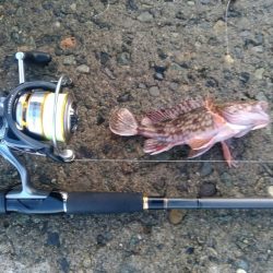 キジハタ狙いも…