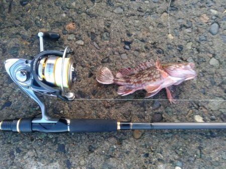 キジハタ狙いも…