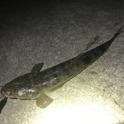 アジングロッドで40UPマゴチ!!