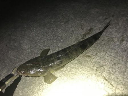 アジングロッドで40UPマゴチ!!