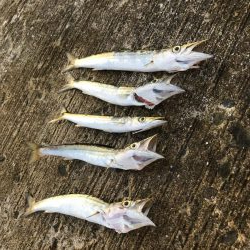 夏のライトショアジギング3