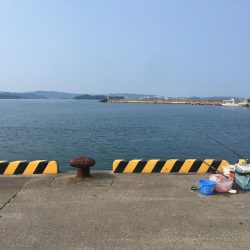 アイゴ、ツバス、サヨリほか