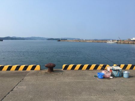 アイゴ、ツバス、サヨリほか