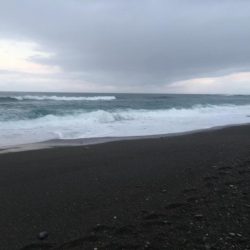 カンパチ、ハマチ、シマアジ、スズキの子共