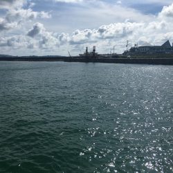 ツバス、メッキのみ