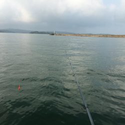 アイゴ30㎝超級1匹