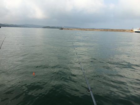 アイゴ30㎝超級1匹