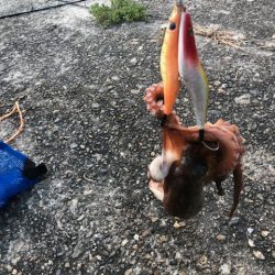 オクトッパッシング